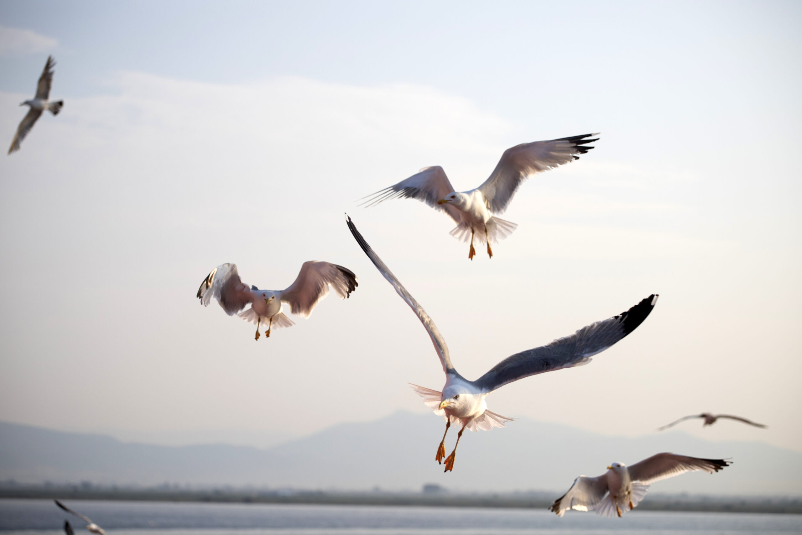 Flying seagulls in sunrise. Freedom concept.